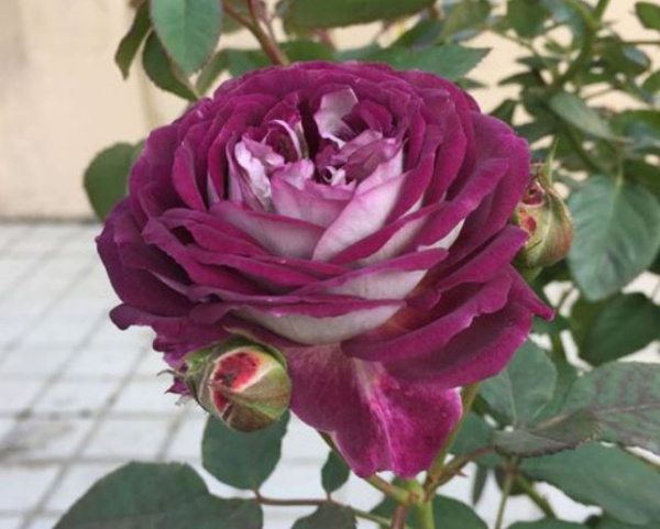 Хоровое общество Хаддерсфилда (Huddersfield Choral Society)