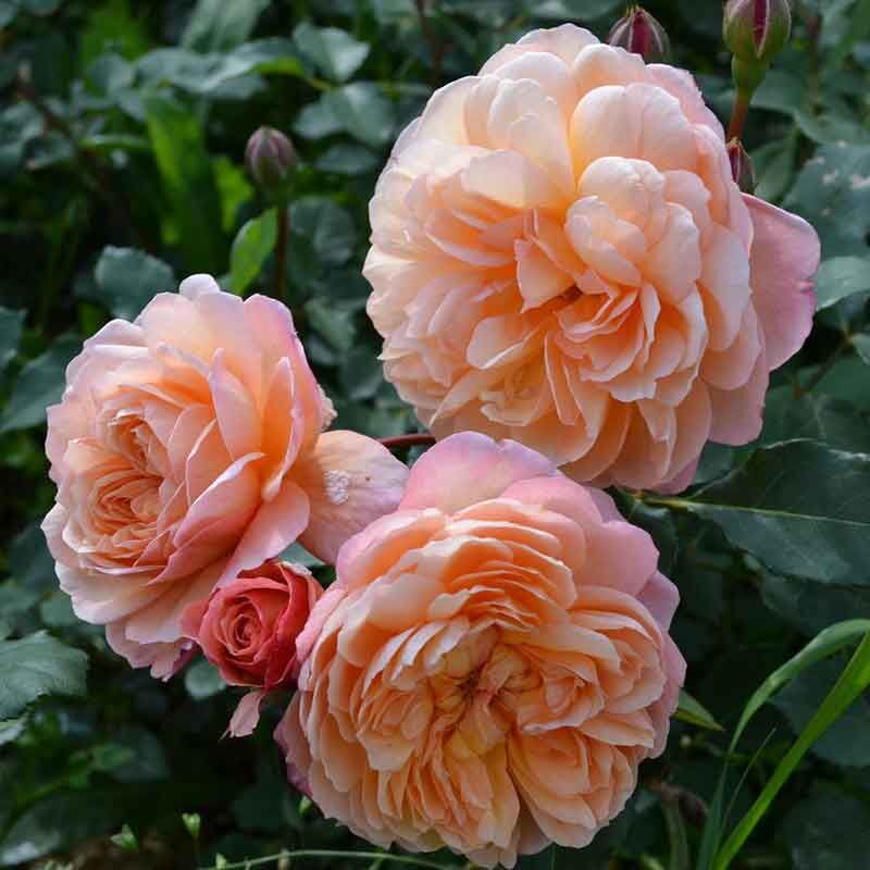 Андрэ Тюрка (Andre Turcat)