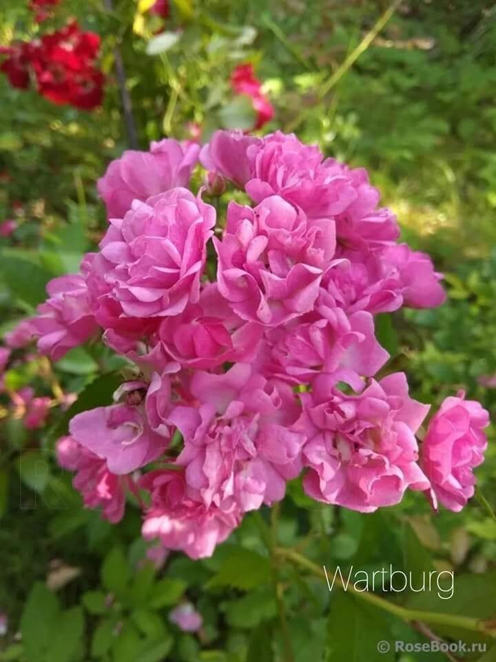 Вартбург (Wartburg)