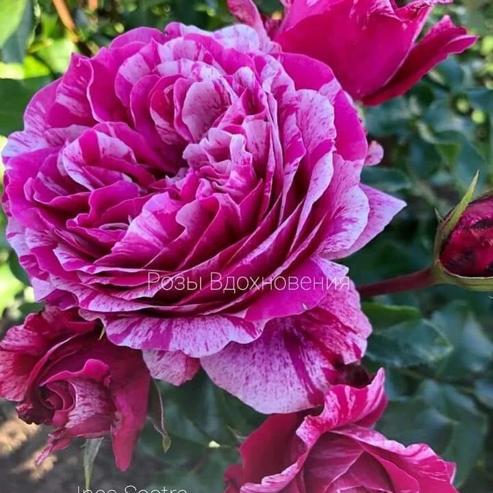 Роза Инесс Састр (Ines Sastre)