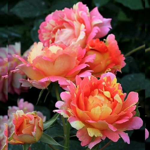 Роз дэ Цистерсьен (Rose des Cisterciens)