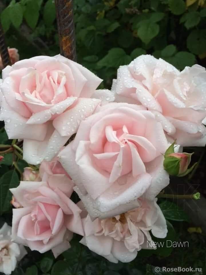 Нью Даун (New Dawn)