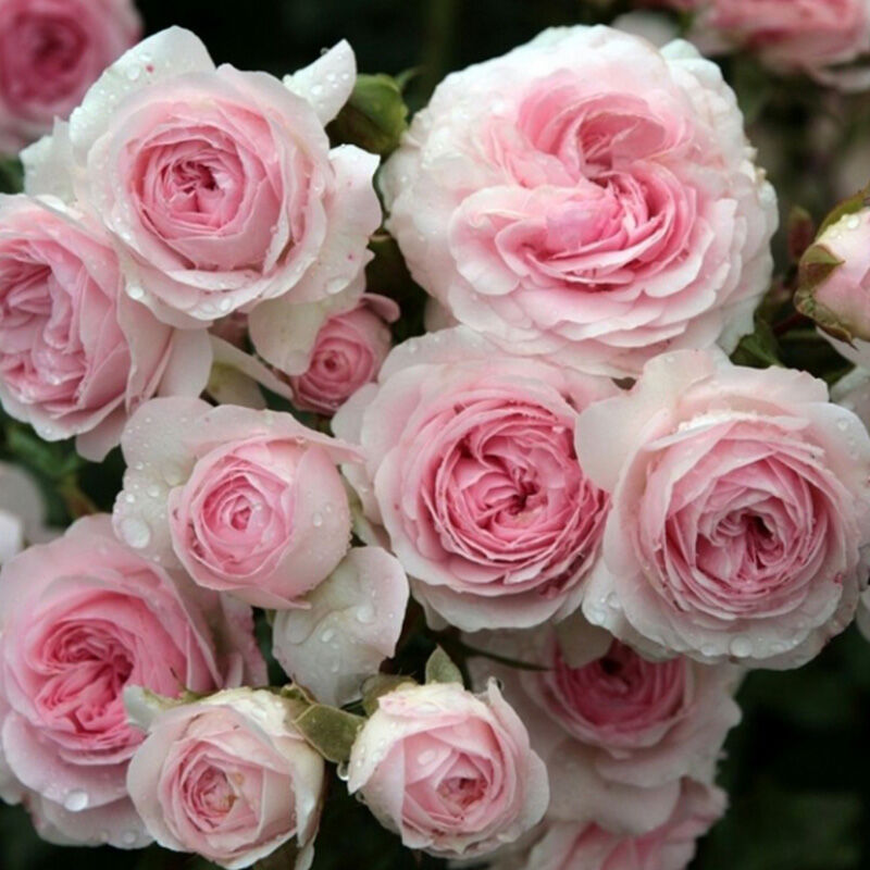 Ларисса (Larissa)