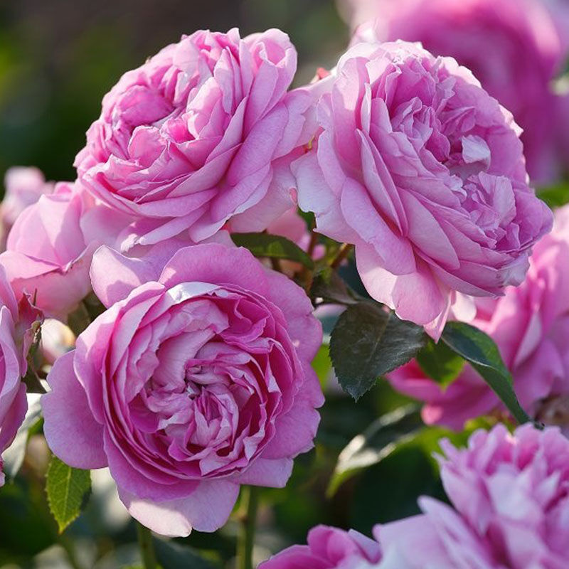 Лилак Топаз (Lilac Topaz)