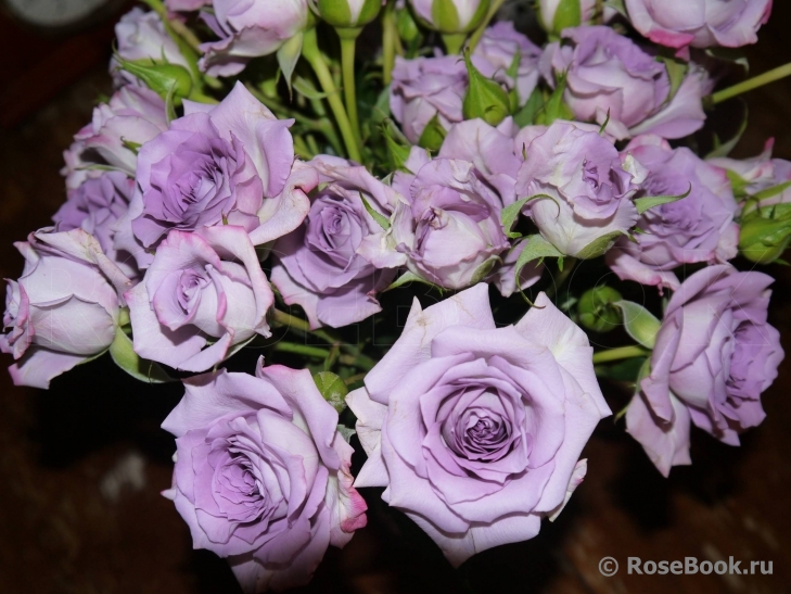 Роза Океан Микадо (Ocean Mikado)