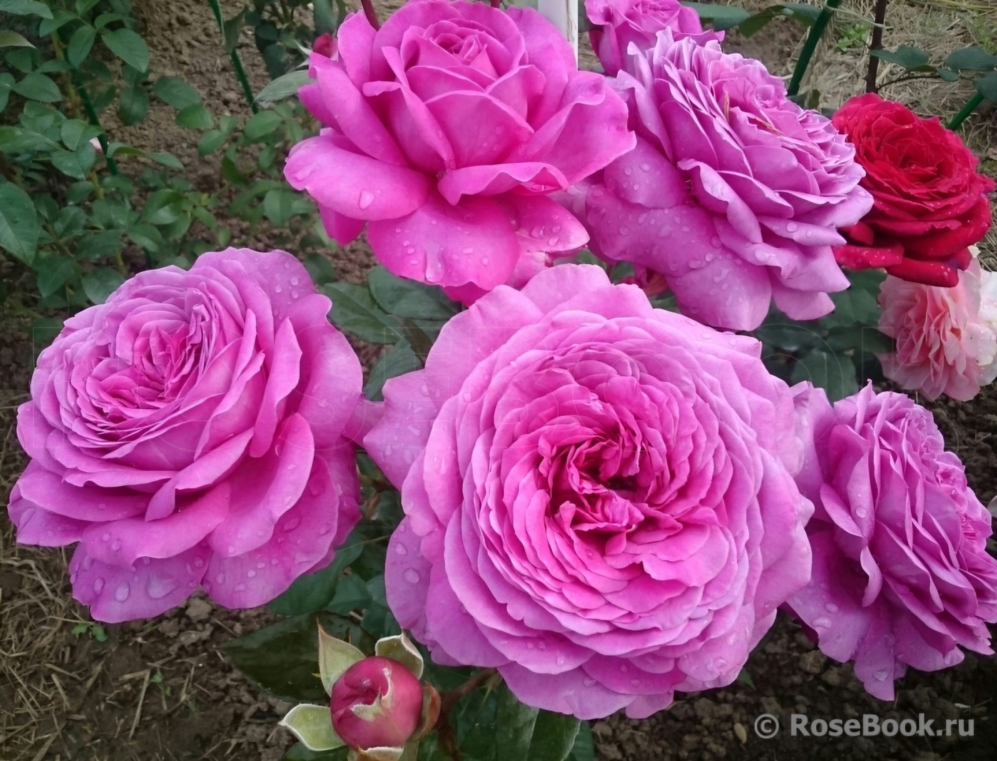 Сурир де Перигё (Sourire De Perigueux)