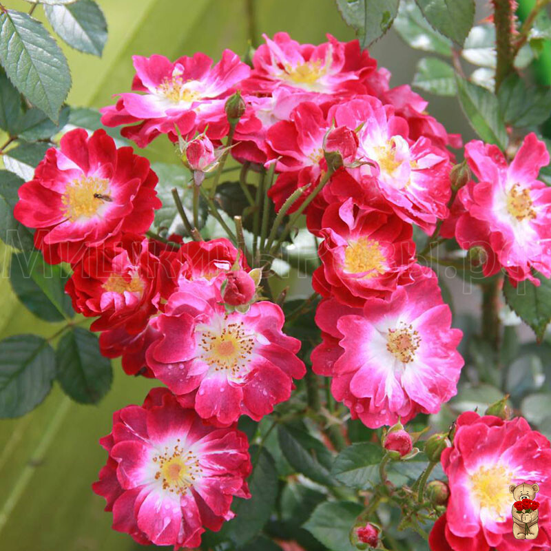 Гритингс (Greetings)