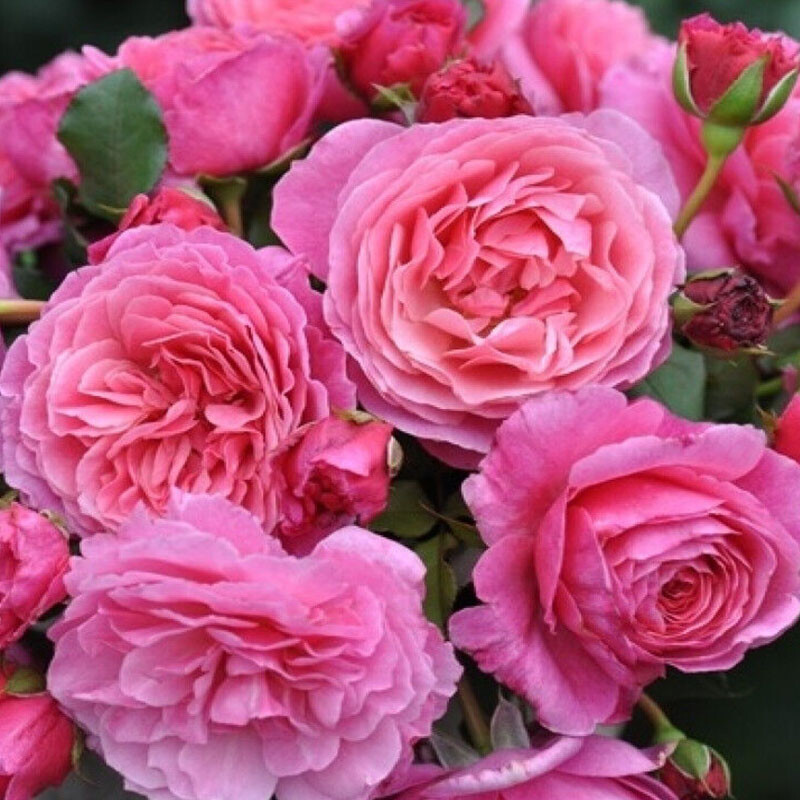 Абдиэль (Abdiel)