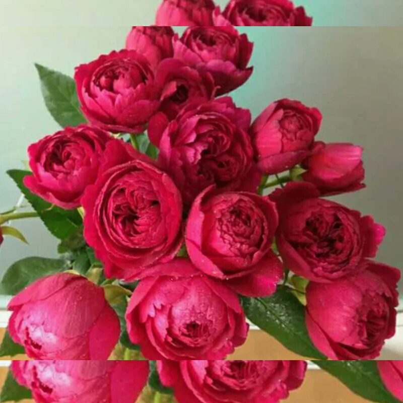 Лигар- 230 (Ligare- 230)