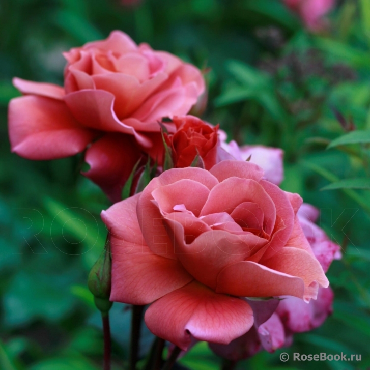 Эспрессо (Espresso)