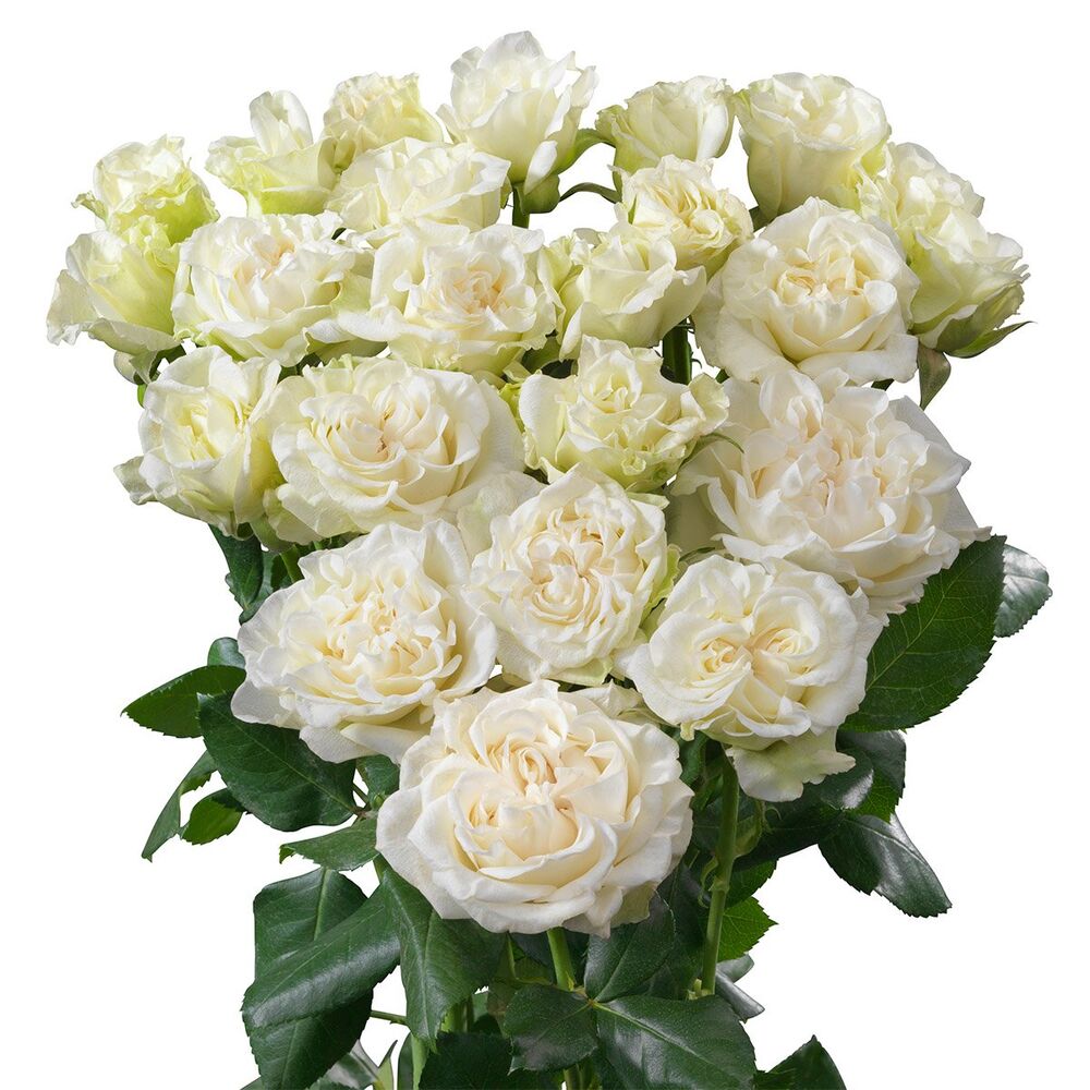 Бридал Флоу (Bridal Flow)