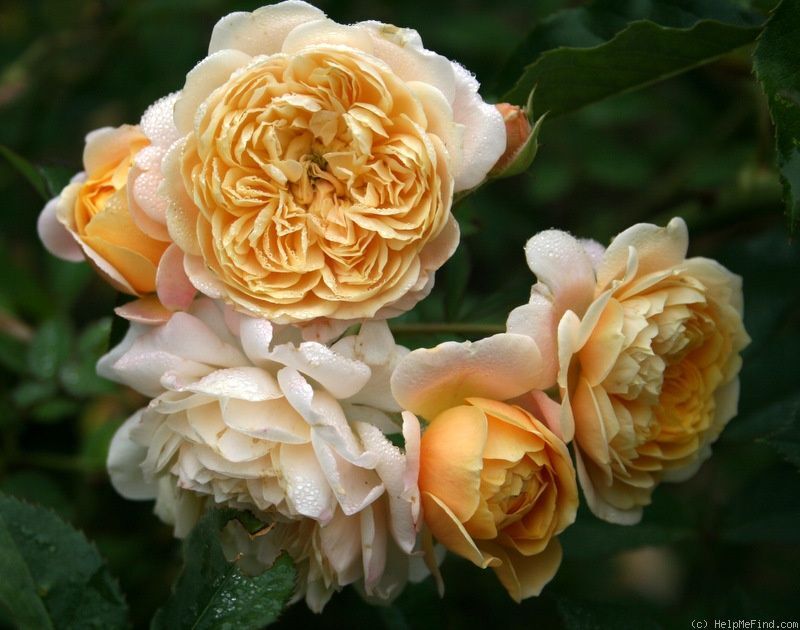 Роза Джери Дженнингс (Jeri Jennings)