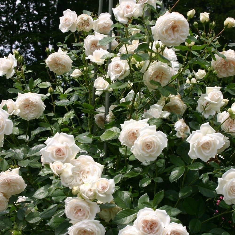 Ванилла (Vanilla)