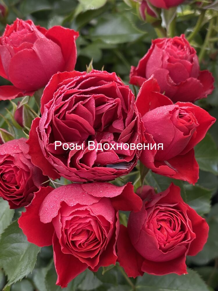 Пепино (Pepino)