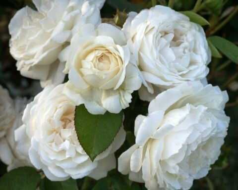 Роза Винчестер Кафедрал (Winchester Cathedral)