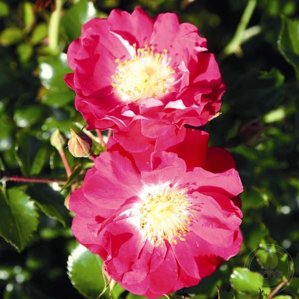 Липстик (Lipstick)