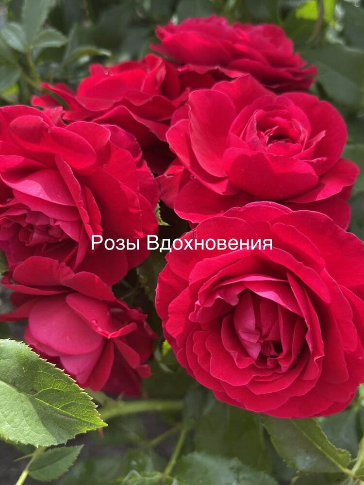 Роза Леди Райдер оф Варшаф (Lady Ryder of Warsaw)