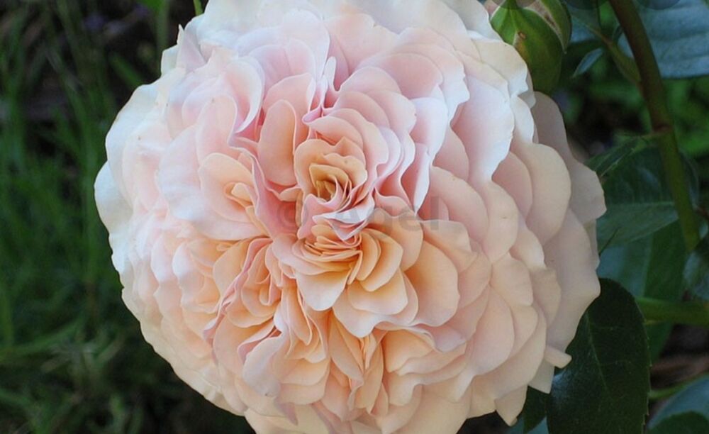 Марлен Шарелл (Marlene Charell)