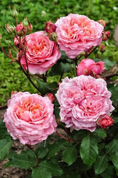 Флораже (Florajet)