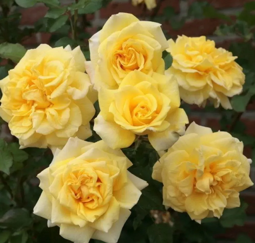 Роза Штернталер (Sterntaler)