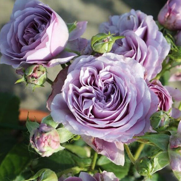 Лавендер Букет (Lavender Bouquet)