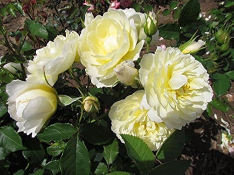 Имоджен (Imogen)