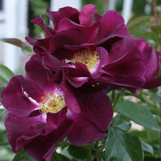 Найт Оул (Night Owl)