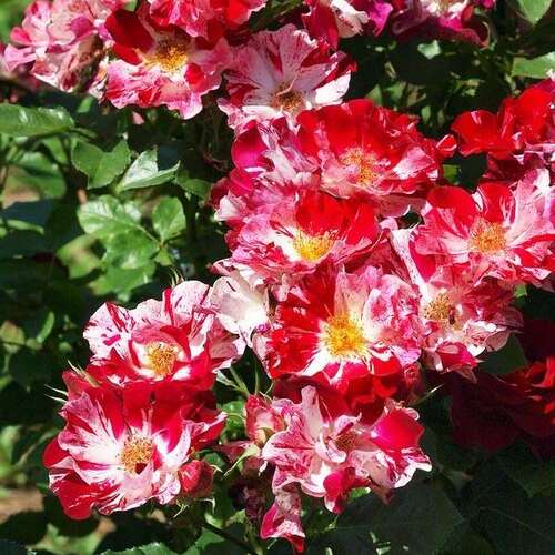 Форт оф джули (Fourth of July)она же ( Crazy for You, Hanabi)