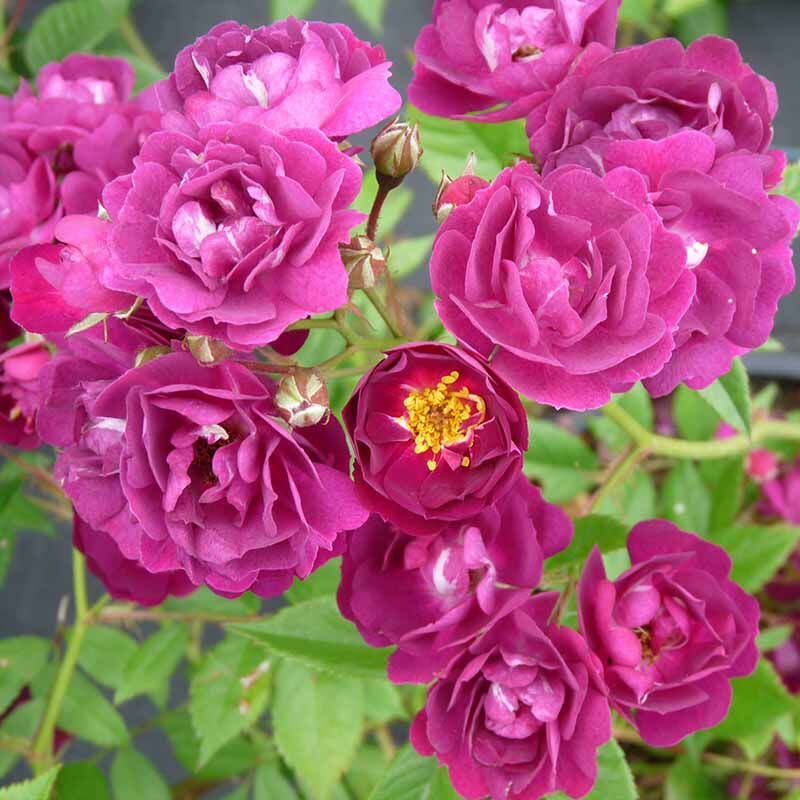 Роза Перенниал Блю (Perennial Blue)