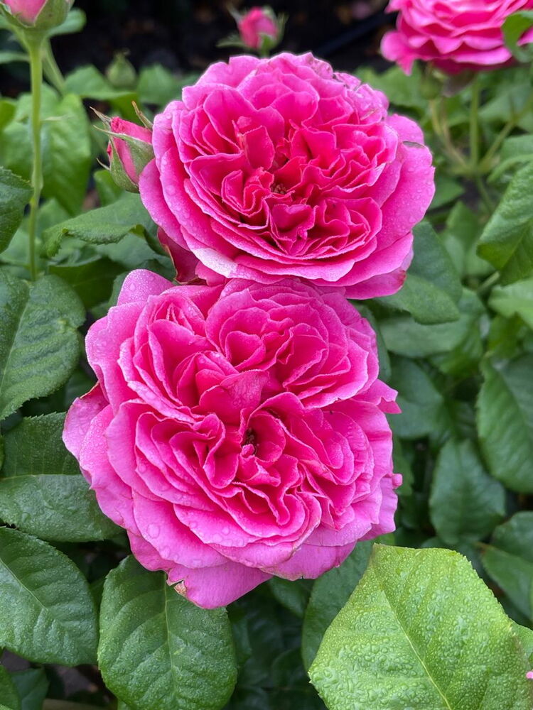 Роза Кейт (Kate)