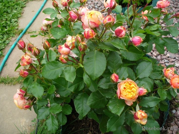 Бэби Романтика (Baby Romantica)