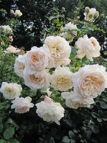 Личфилд Энджел (Lichfield Angel)