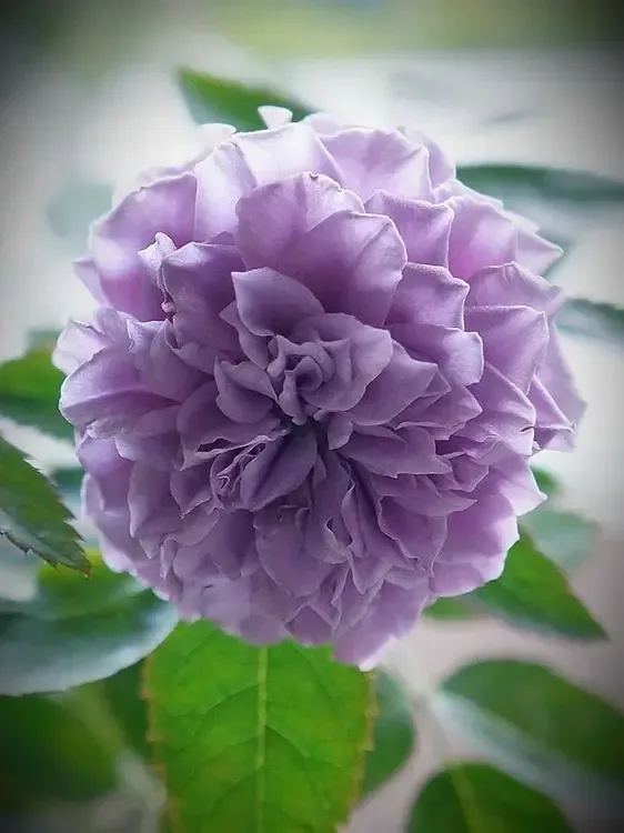 Тамамо (Tamamo)