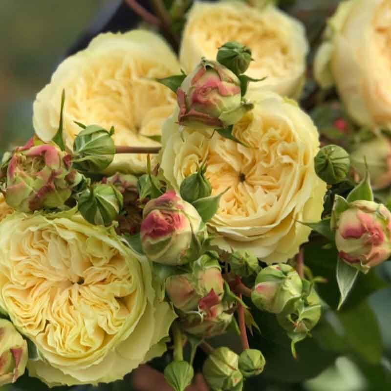 Викториан Веддинг (Victorian Wedding)