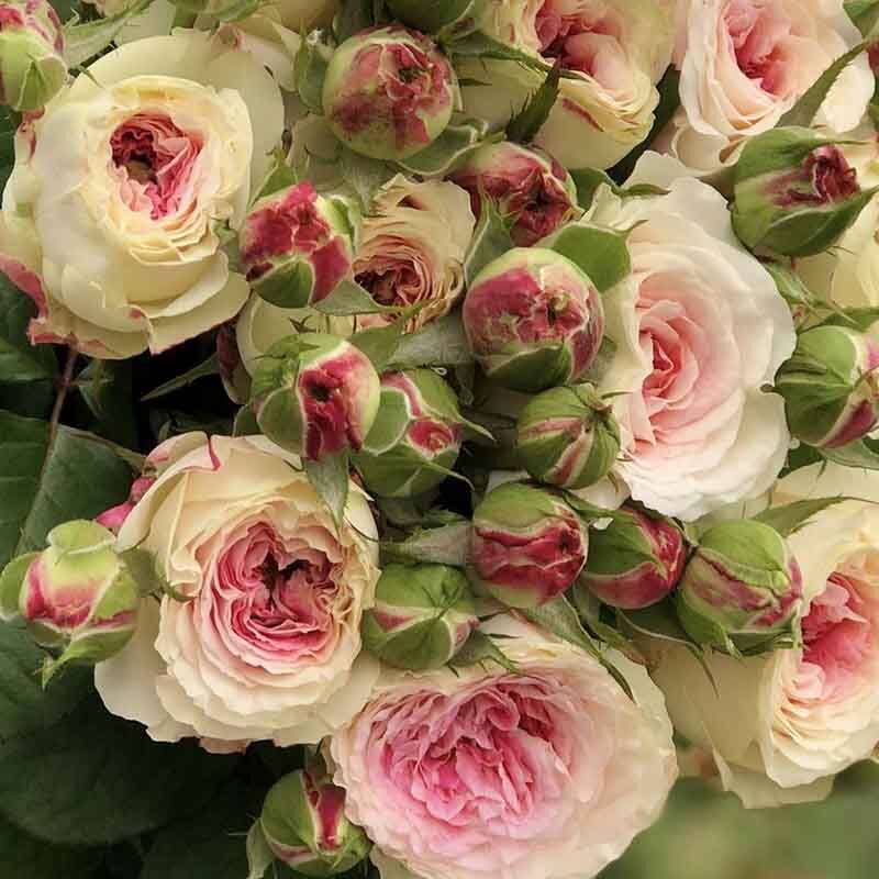 Дольче Саммерхаус (Dolce Summerhouse)