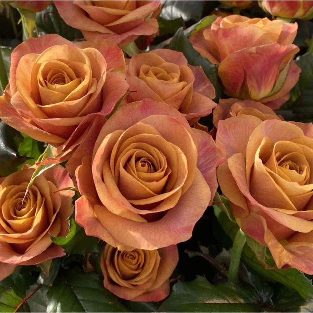 Симбол (Symbol)