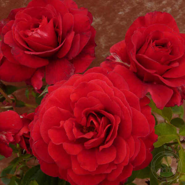 Леди Райдер оф Варшаф (Lady Ryder of Warsaw)