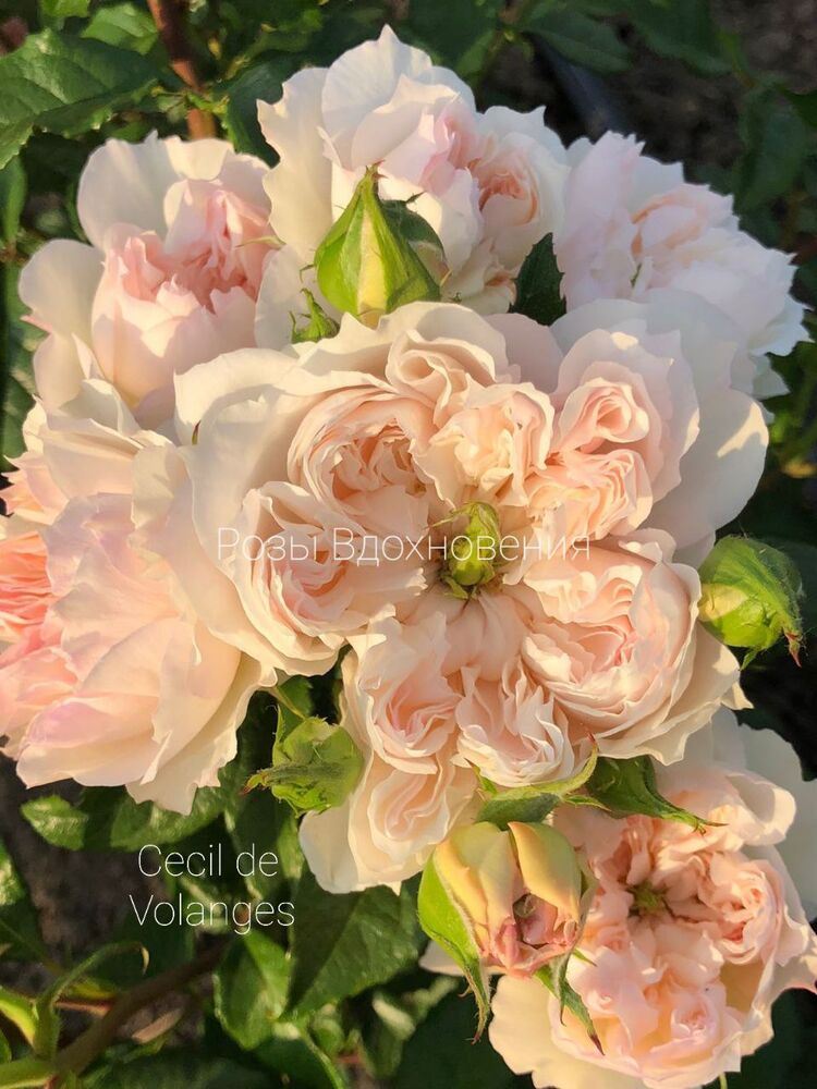 Сесиль де Воланж (CECIL DE VOLANGES)