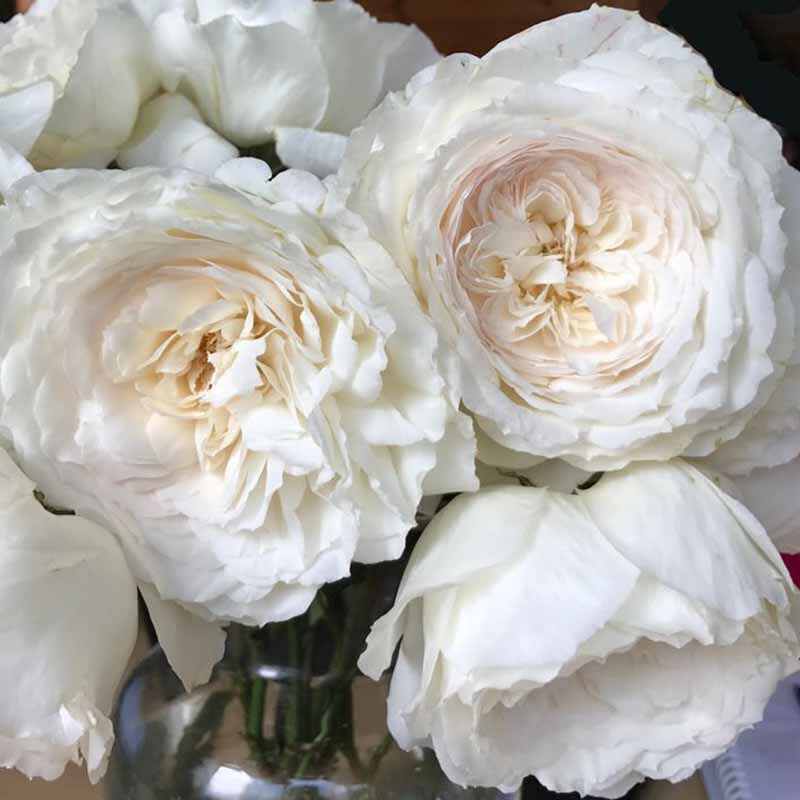 ВАЙТ КЛАУД (WHITE CLOUD)