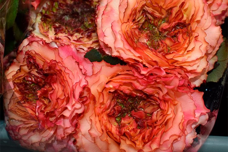 Хищник (Carnivore)