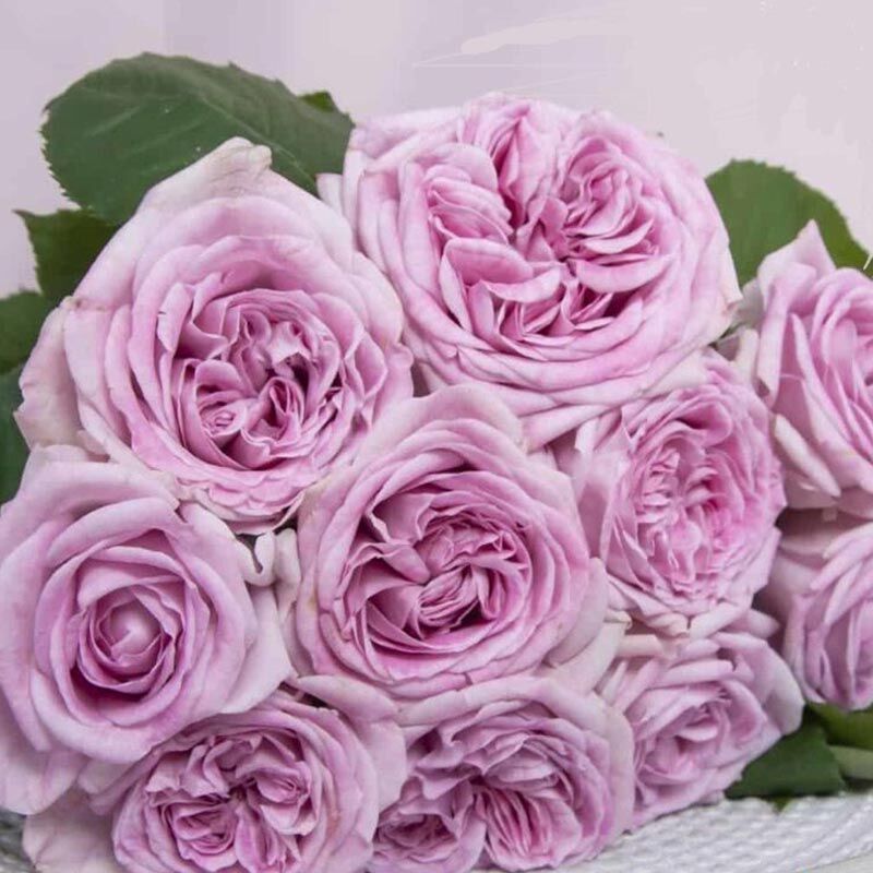 Пачули (Patchouli)