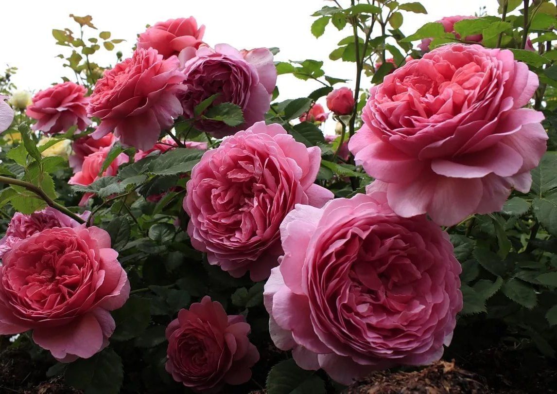 Принцесса Александра Кентская (Princess Alexandra of Kent)