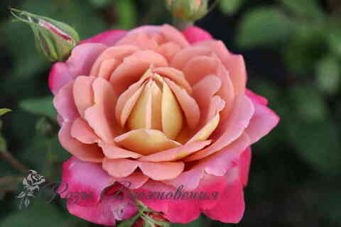 Дьяблес де Мэр (Diablesse De Mers)