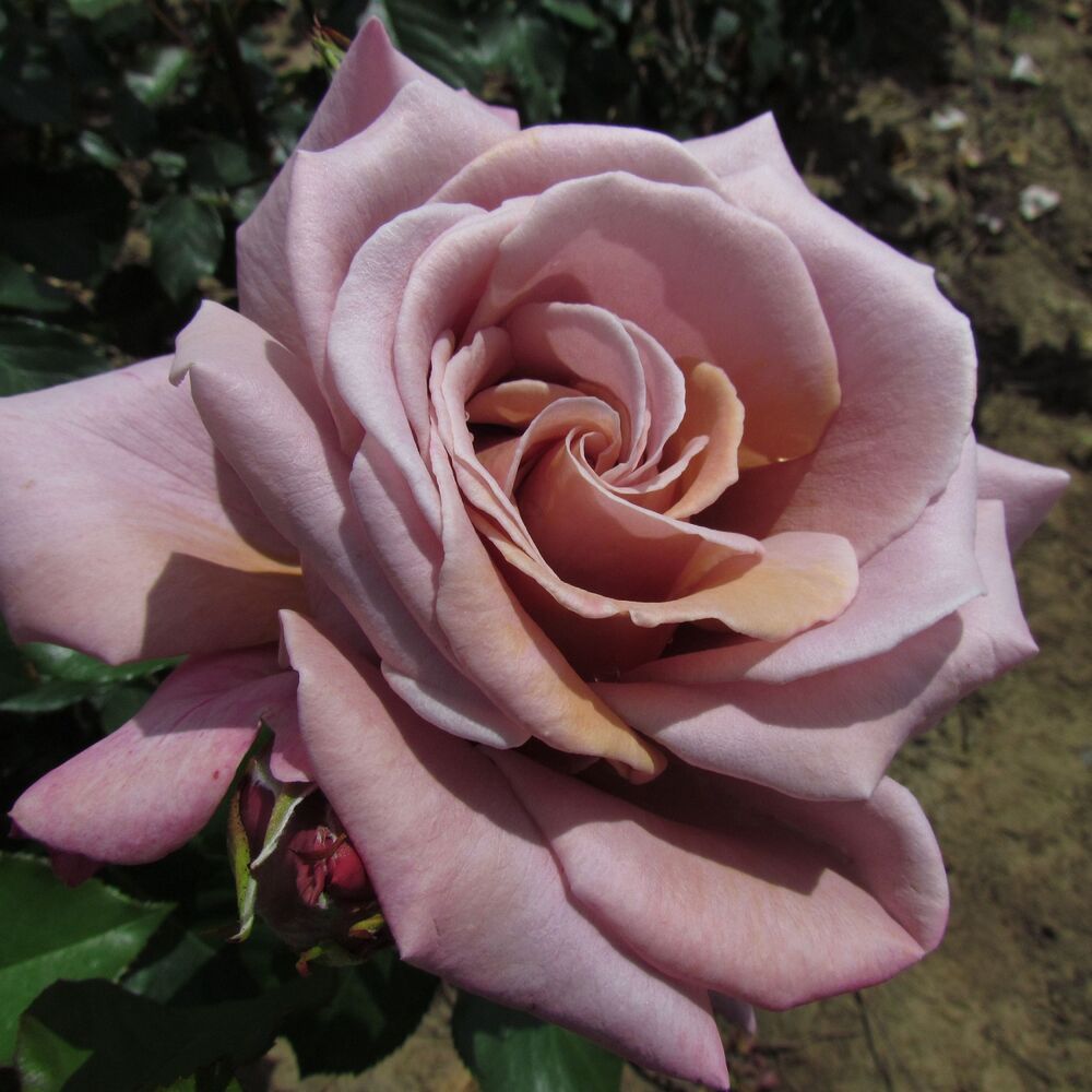 Роза Симпли Джорджиус (Simply Gorgeous)