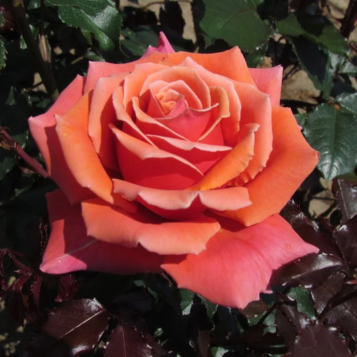 Коппер Лайт (Copper Light)