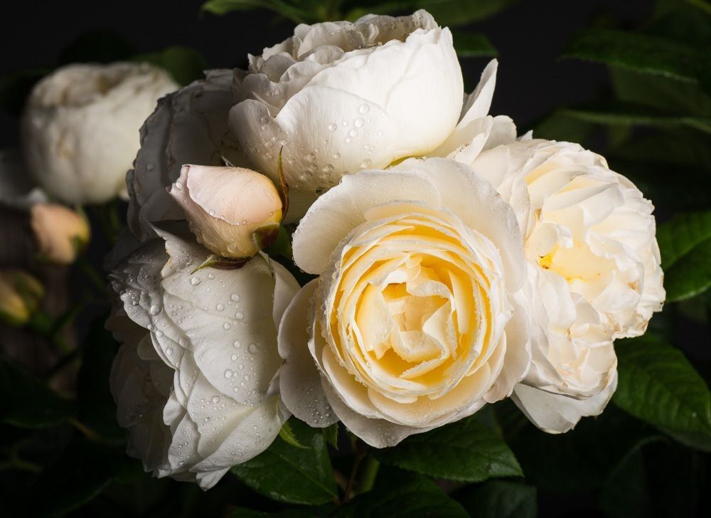 Роза Ютерзенер Клостеррозе (Uetersener Klosterrose)