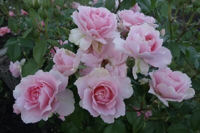 Ю Ар Бьютифул (You're Beautiful)