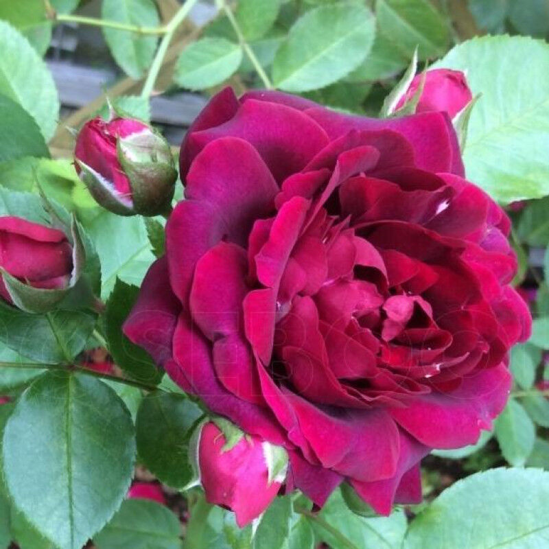 Эттлборо (Attleborough)