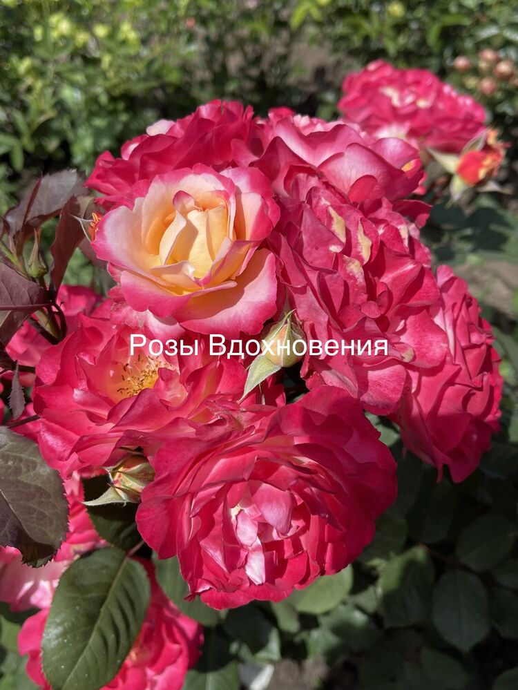 Марсель ан Флёрс (Marseille en Fleurs)