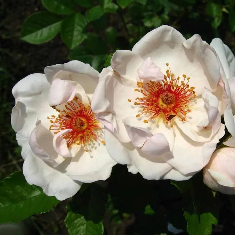 Жаклин Дю Пре (Jacqueline du Pre)